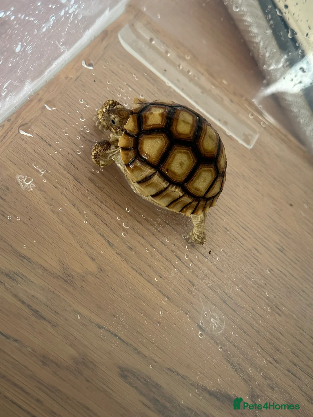 Tortoise reptiles for sale: Sulcata tortoise  - Advert 2