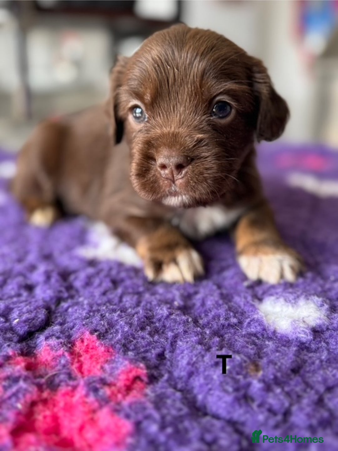 Mixed Breed dogs for sale: French Bulldog x English springer spaniel pups  - Image 9