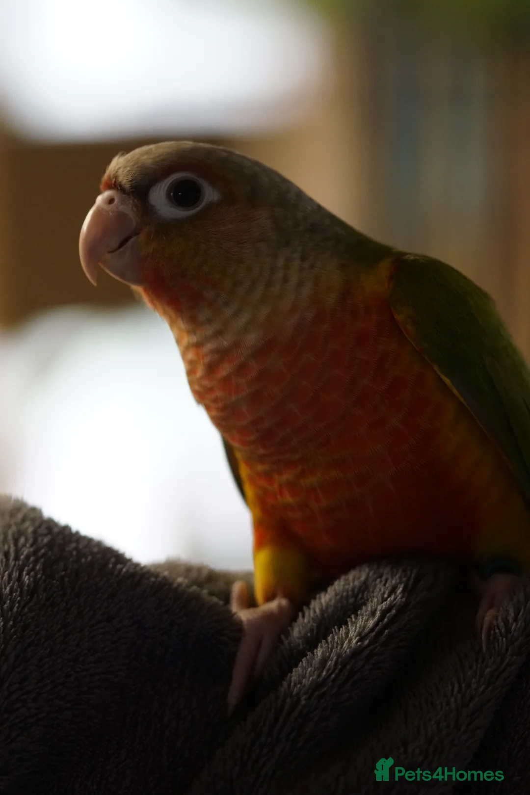 Conures birds for sale: Tame Young Conures  - Advert 7