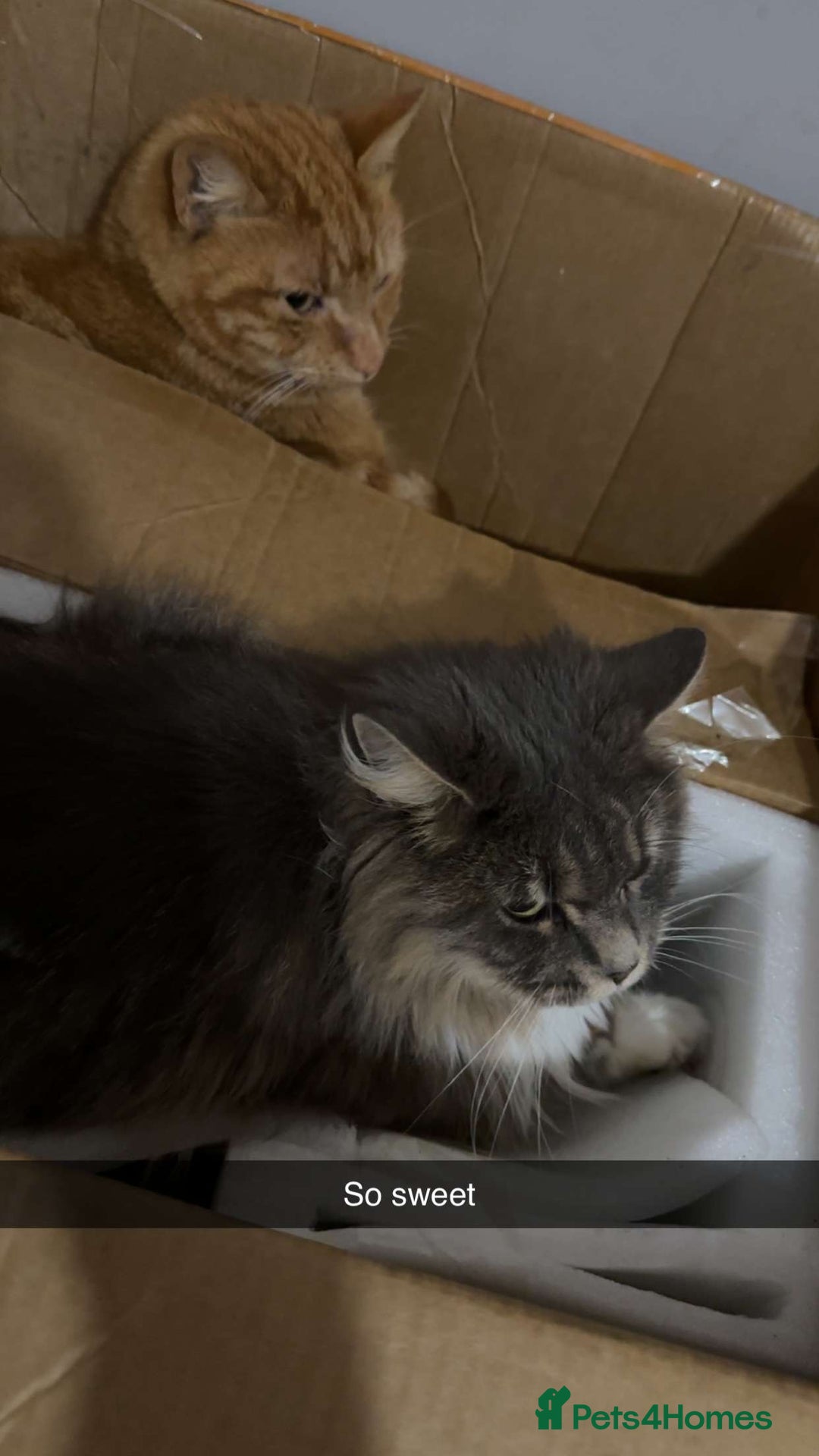 Mixed Breed cats for sale: Cats  - Advert 1