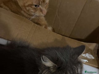 Mixed Breed cats Cats - Advert 1