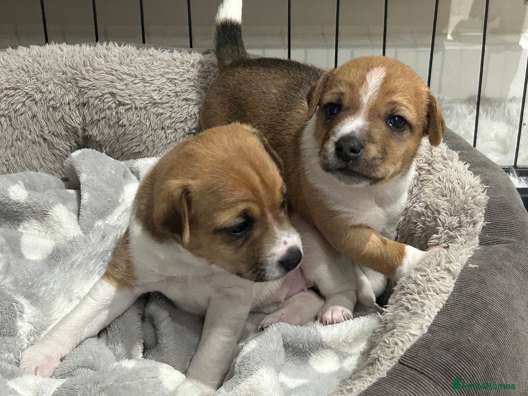 Jack Russell dogs for sale: Gorgeous Jack Russell puppies - Image 2