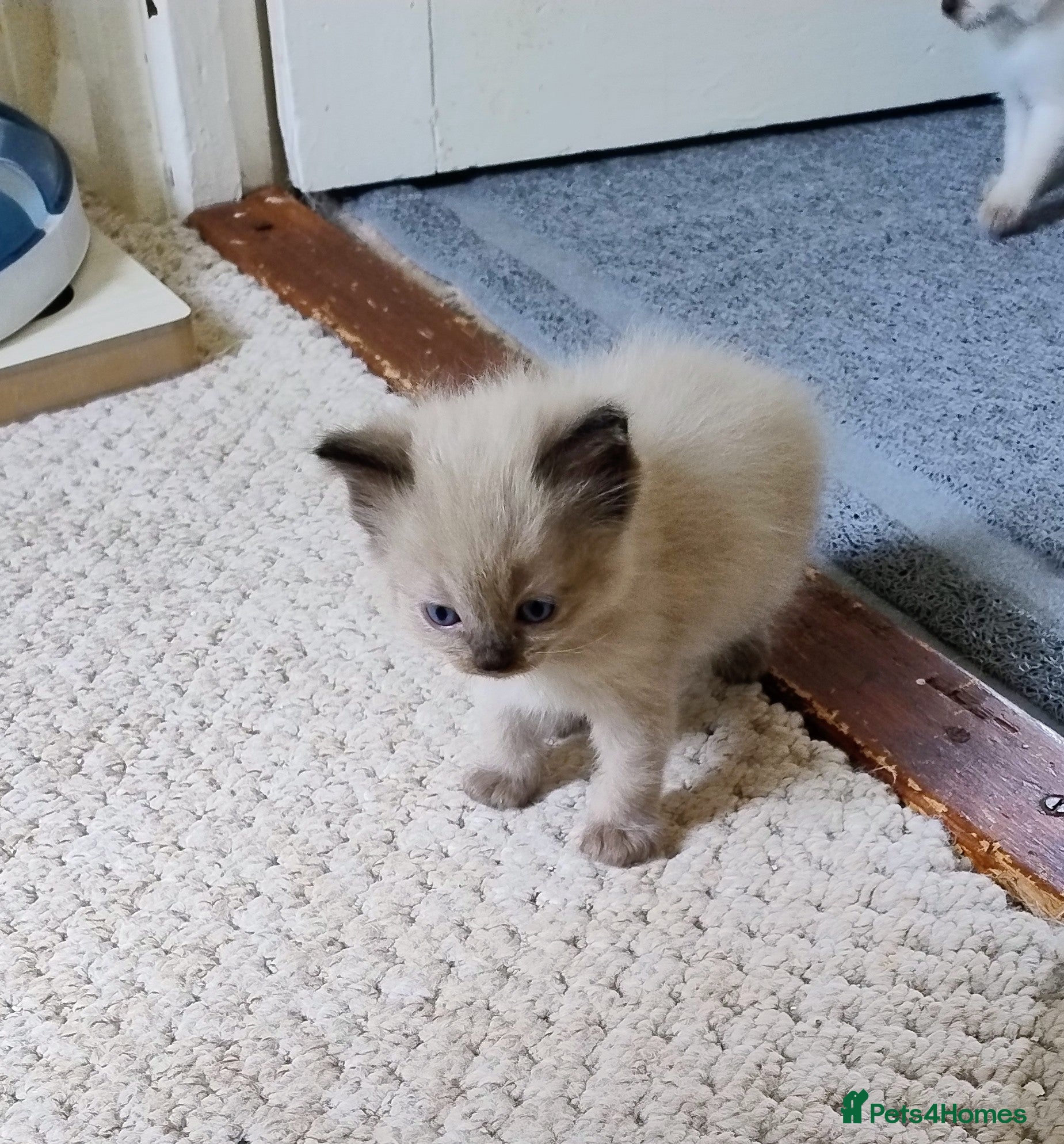 Ragdoll cats Pure bred Ragdolls need loving homes - Advert 2
