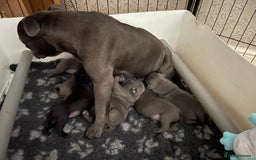 Staffordshire Bull Terrier dogs for sale: Beautiful Blue Champion Staffy Pups - Image 15