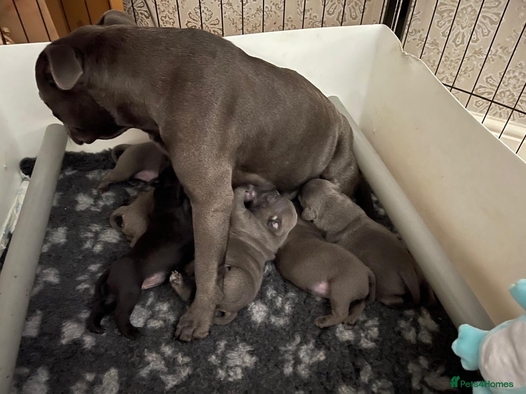Staffordshire Bull Terrier dogs for sale: Beautiful Blue Champion Staffy Pups - Image 15