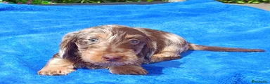 Miniature Dachshund 4