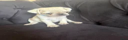 Pug dogs for sale: Pug Puppies - Advert 19