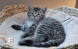 Maine Coon cats for sale: Maine coon cross kittens  - Advert 19