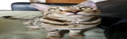Bengal cats for sale: Gorgeous Brown Rosetted Boy  - Advert 12