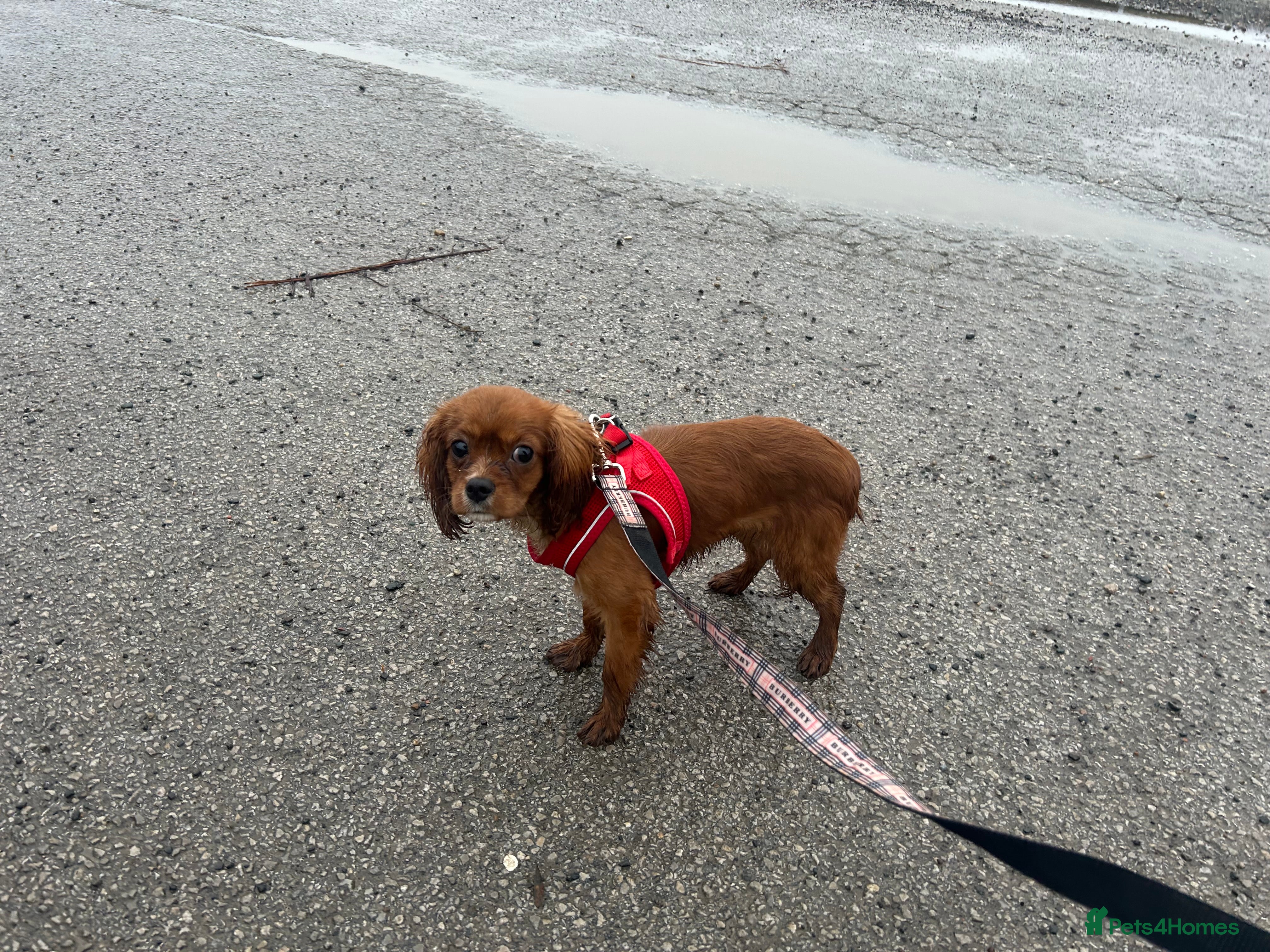 Cavalier King Charles Spaniel dogs 5 months old Ruby female fully vaccine - Advert 5