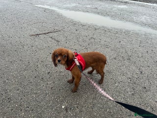 Cavalier King Charles Spaniel dogs 5 months old Ruby female fully vaccine - Advert 5