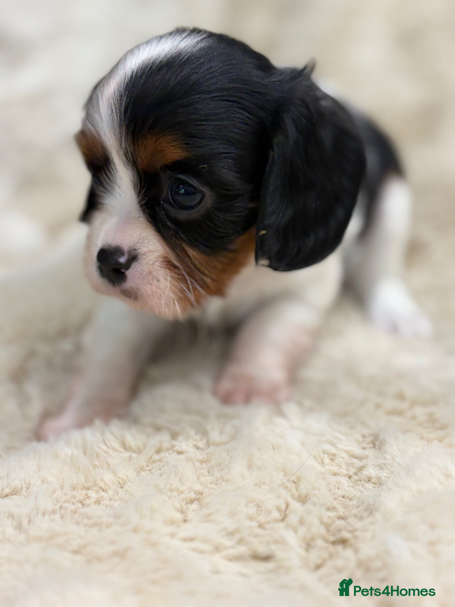 Cavalier King Charles Spaniel dogs for sale: Health tested cavalier pups  - Advert 10