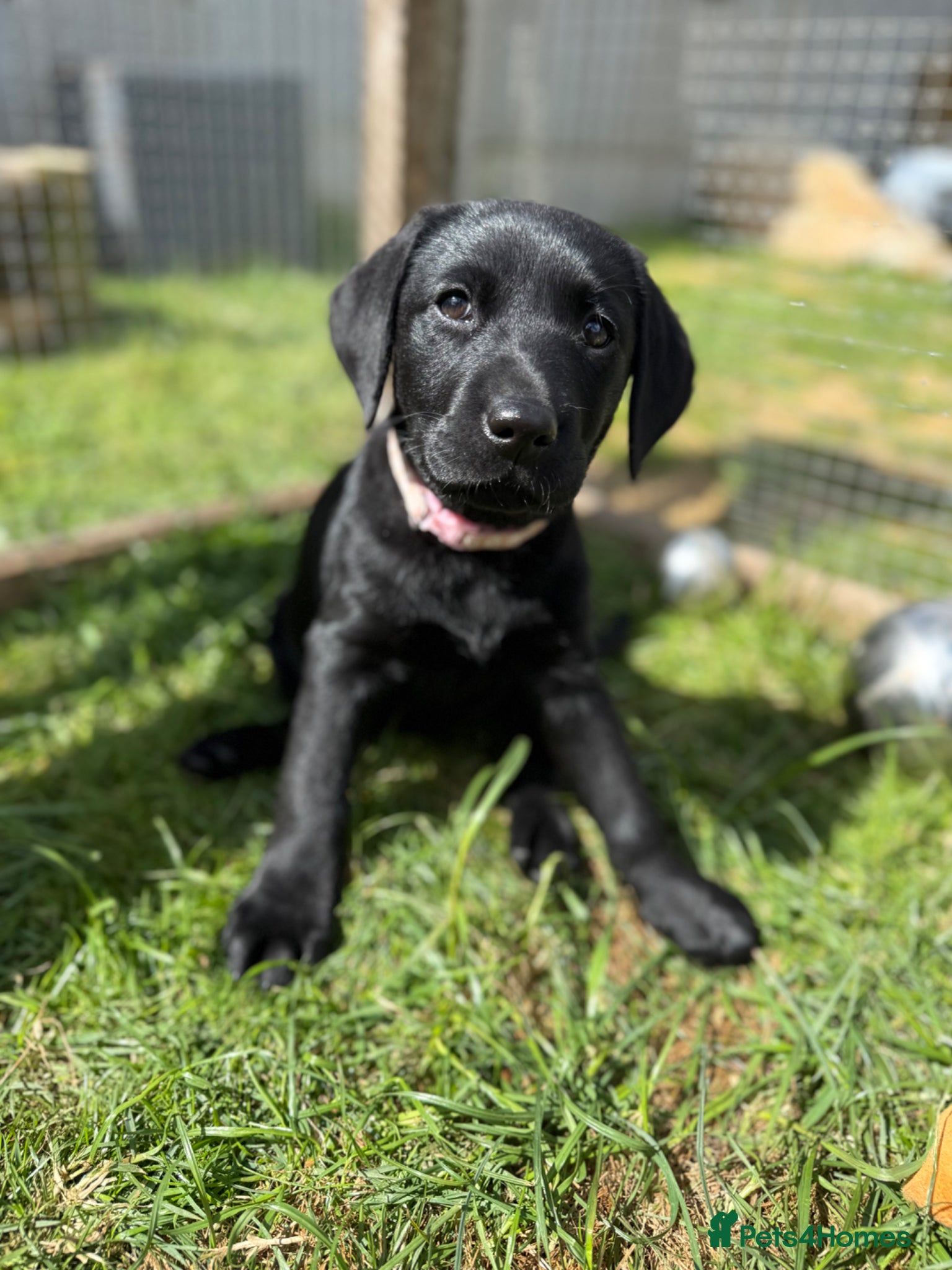 Labrador Retriever dogs Black Labrador puppies  - Advert 4