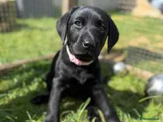 Labrador Retriever dogs Black Labrador puppies - Advert 4