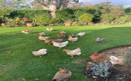 Chickens poultry for sale: BANTAM WYANDOTTE HENS, COCKERELS & TRIOS - Image 6