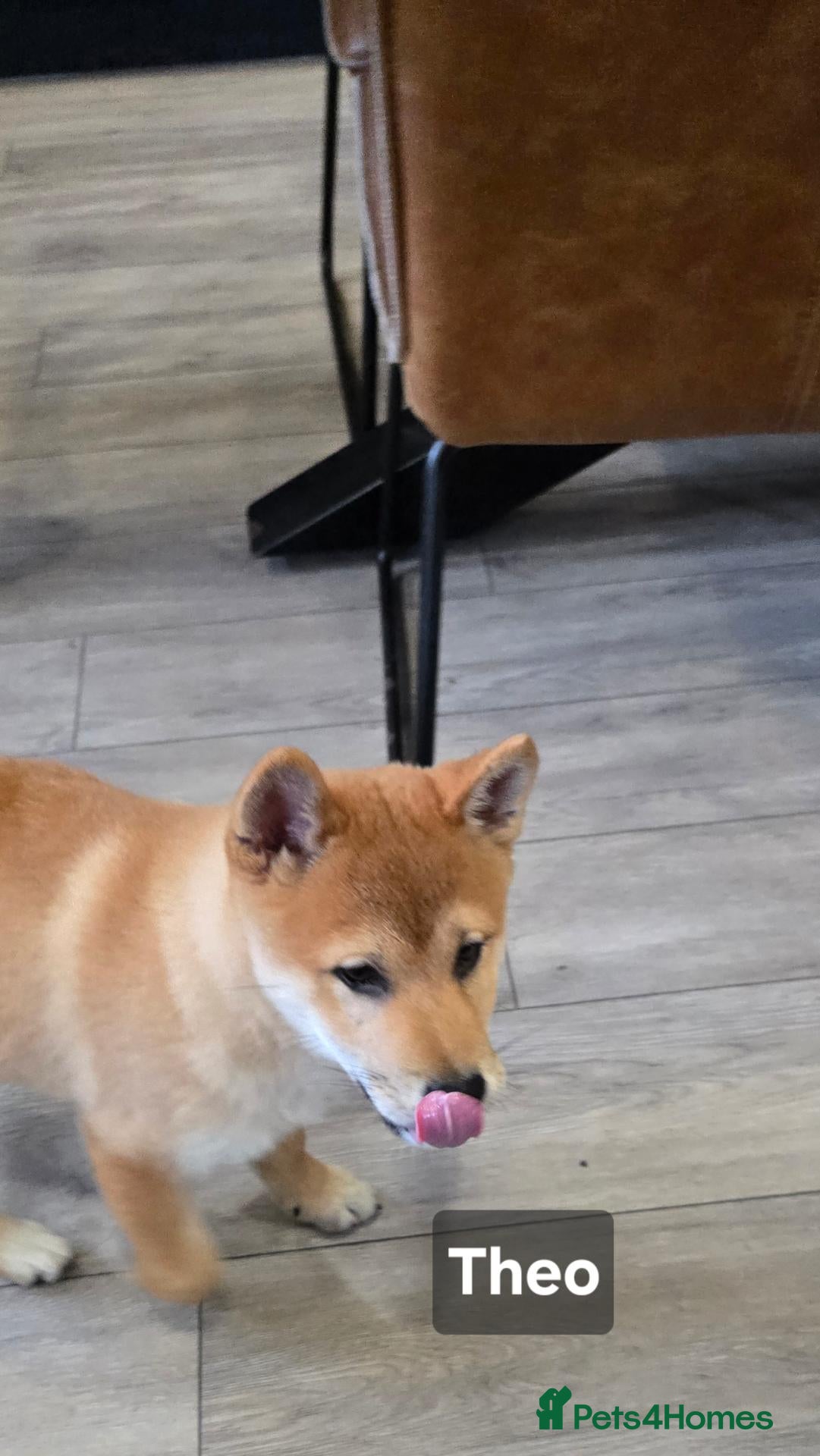 Japanese Shiba Inu dogs Foxy little shibas - Advert 2