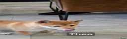 Japanese Shiba Inu dogs for sale: Foxy little shibas - Advert 6