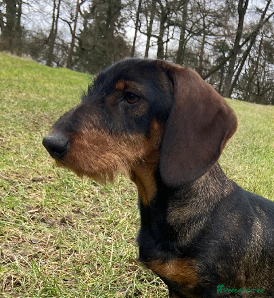 Dachshund dogs for stud: IVDD screened Health tested KC Wirehaired Teckel in Daventry - Advert 2