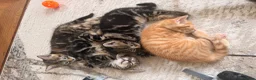 Mixed Breed cats for sale: Last male Tabby kitten available  in Melton Mowbray - Advert 2