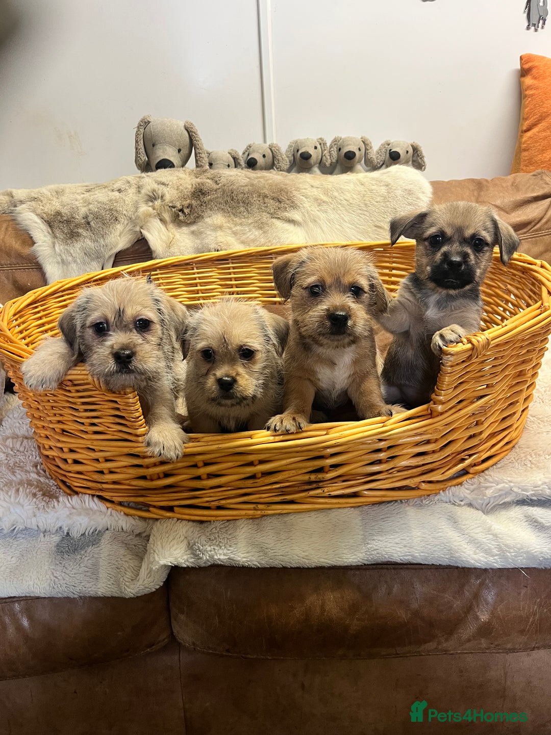 Jack Russell dogs for sale: super cuties Jack Russells  - Image 3
