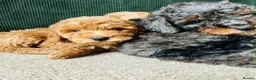 Cockapoo dogs for sale: F1B Toy Cockapoos - Advert 7