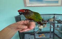 Conures birds for sale: Conures - Image 1