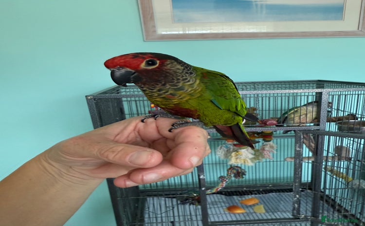 Conures birds - Advert 1