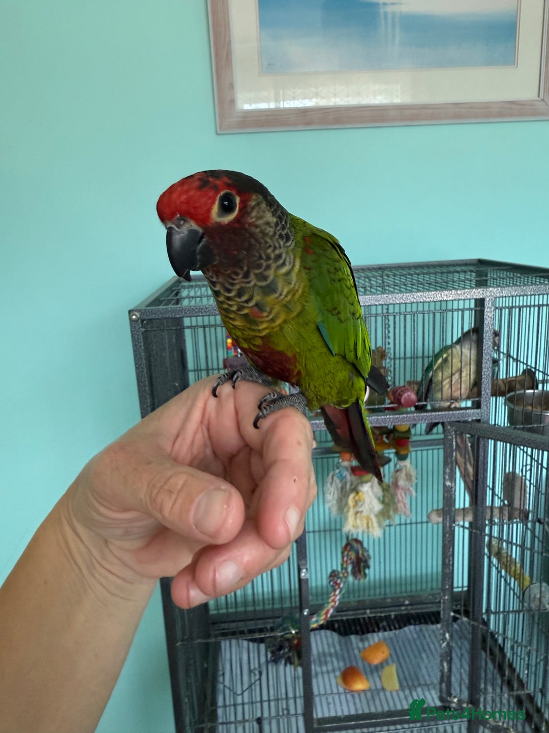Conures birds for sale: Conures - Image 1