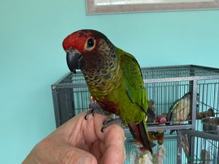 Conures birds - Advert 33