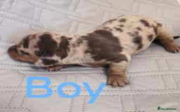 Dachshund dogs for sale: Miniature smooth hair dachshund  - Image 16