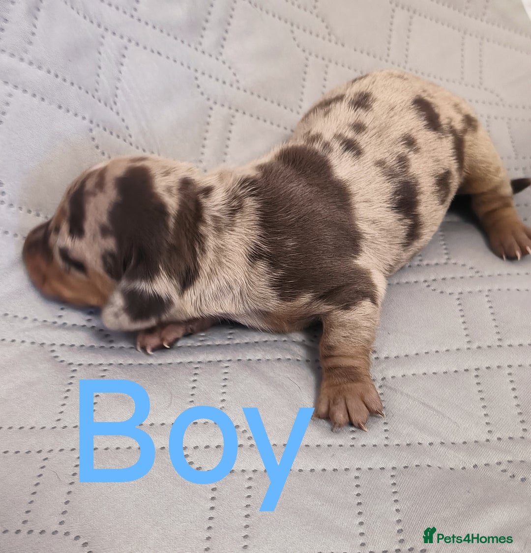 Dachshund dogs for sale: Miniature smooth hair dachshund  - Image 16