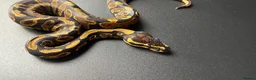Python Snake reptiles for sale: Yellowbelly-het Pied Male - Advert 5