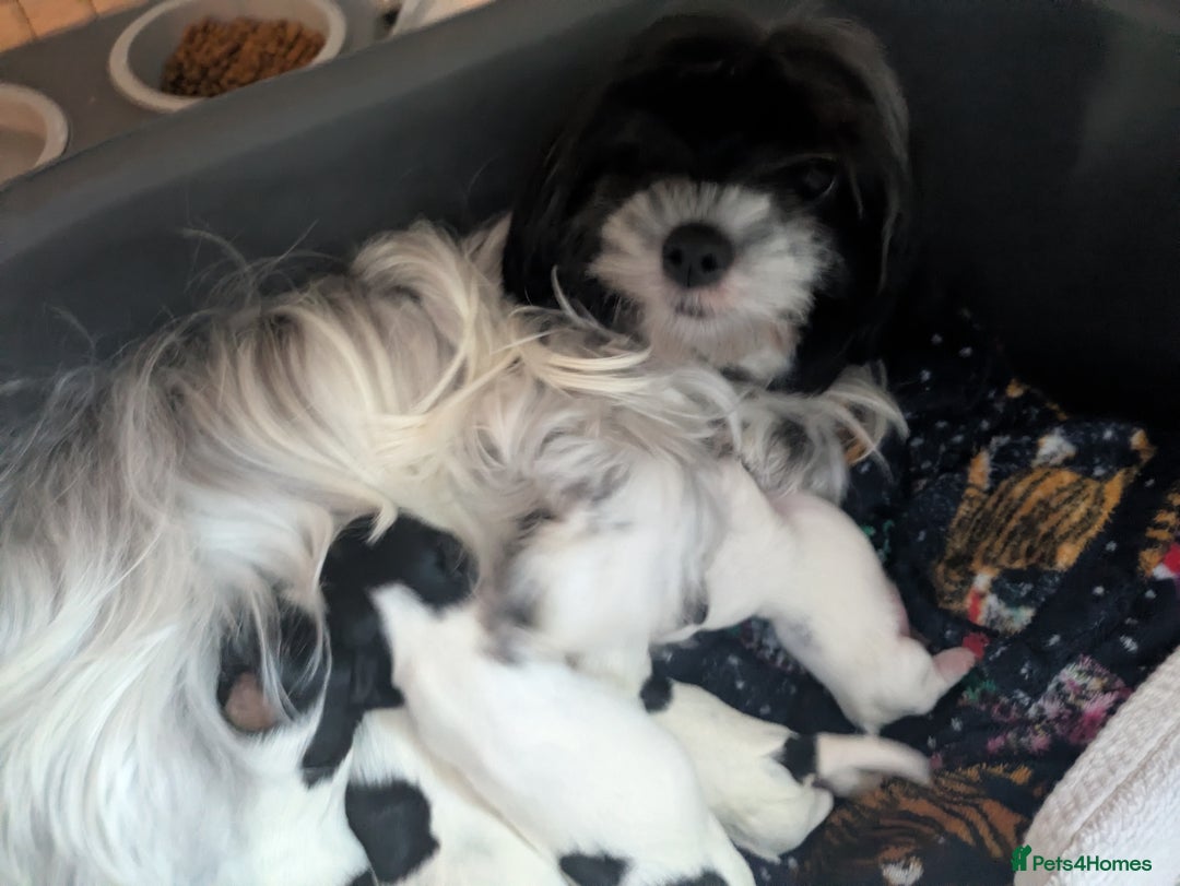 Biewer Terrier dogs for sale: Adorable Purebred Biewers  - Image 26