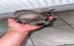 French Bulldog dogs for sale: Beautiful French BullDog - Image 6