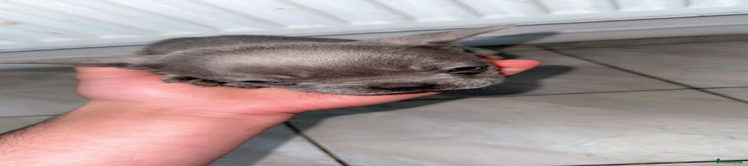 French Bulldog Puppy 1