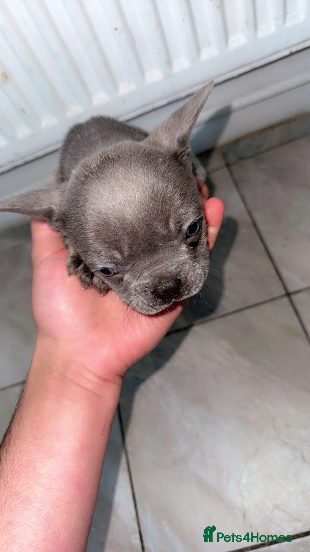 French Bulldog dogs for sale: Beautiful French BullDog - Image 6