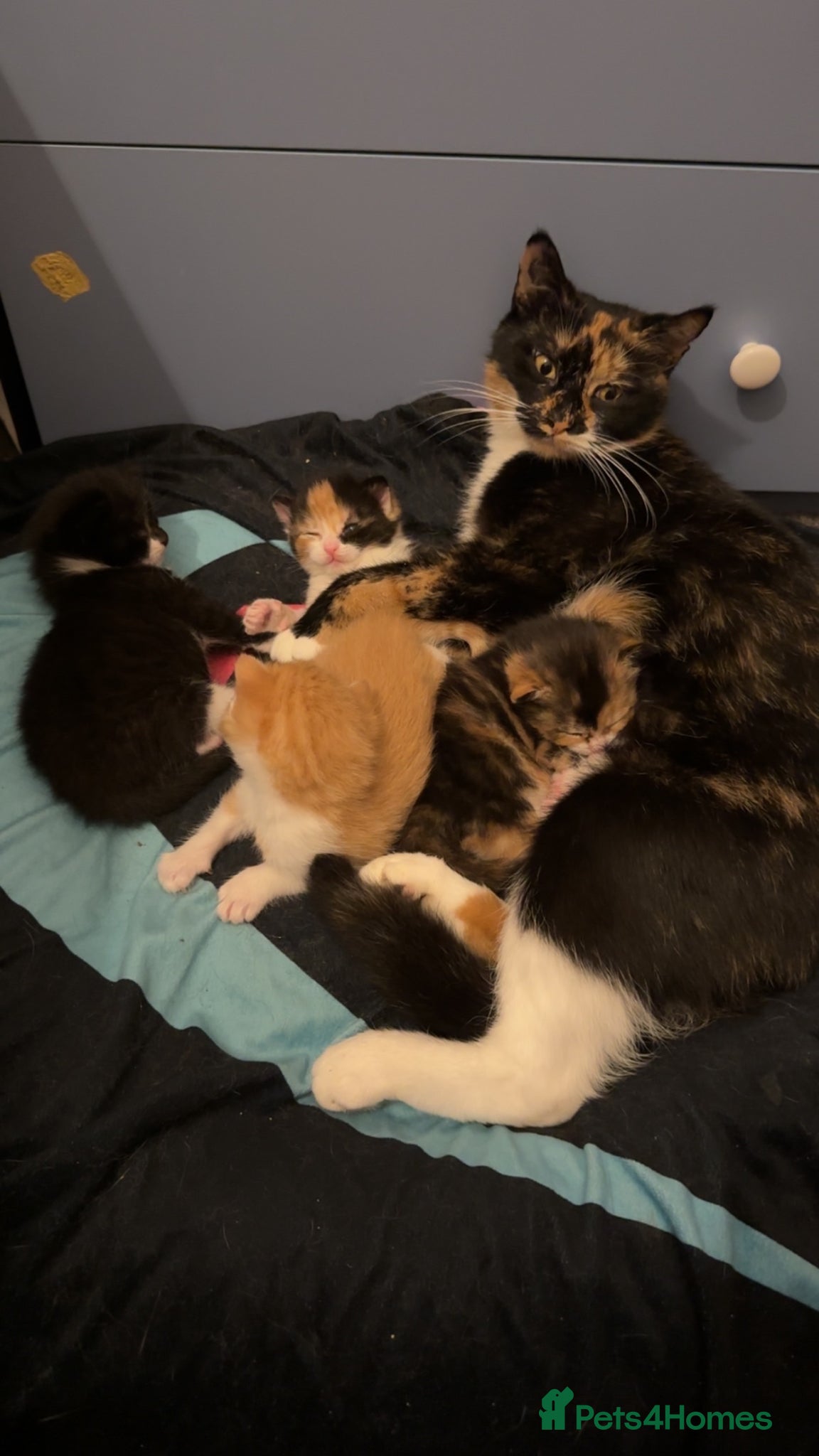 Mixed Breed cats 3 beautiful kittens for sale - Advert 5