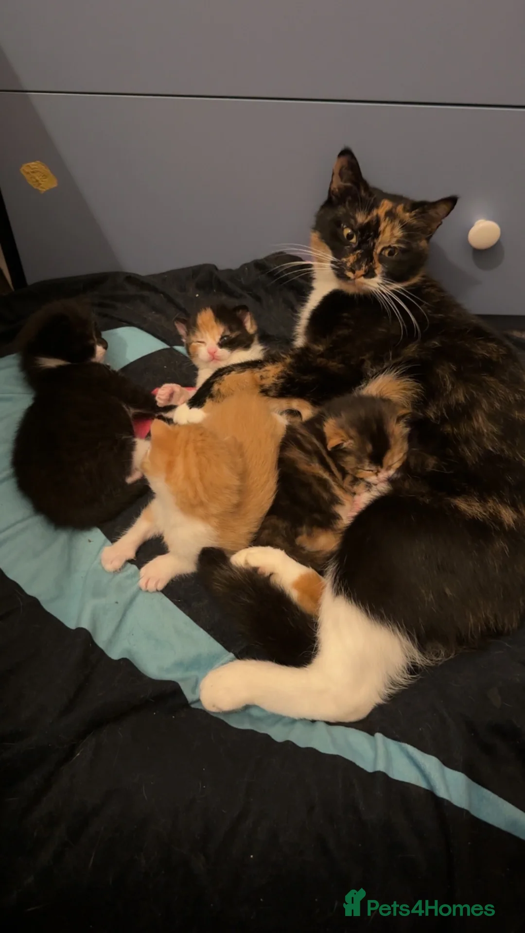 Mixed Breed cats for sale: 3 beautiful kittens for sale in Cheddar - Advert 1