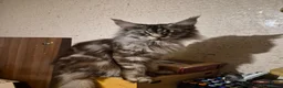 Maine Coon cats for sale: Grace 3 YR old Main Coon Female in Wolverhampton - Advert 2
