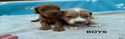Cockapoo dogs for sale: F1 Cockapoo Puppies Available! - Advert 4