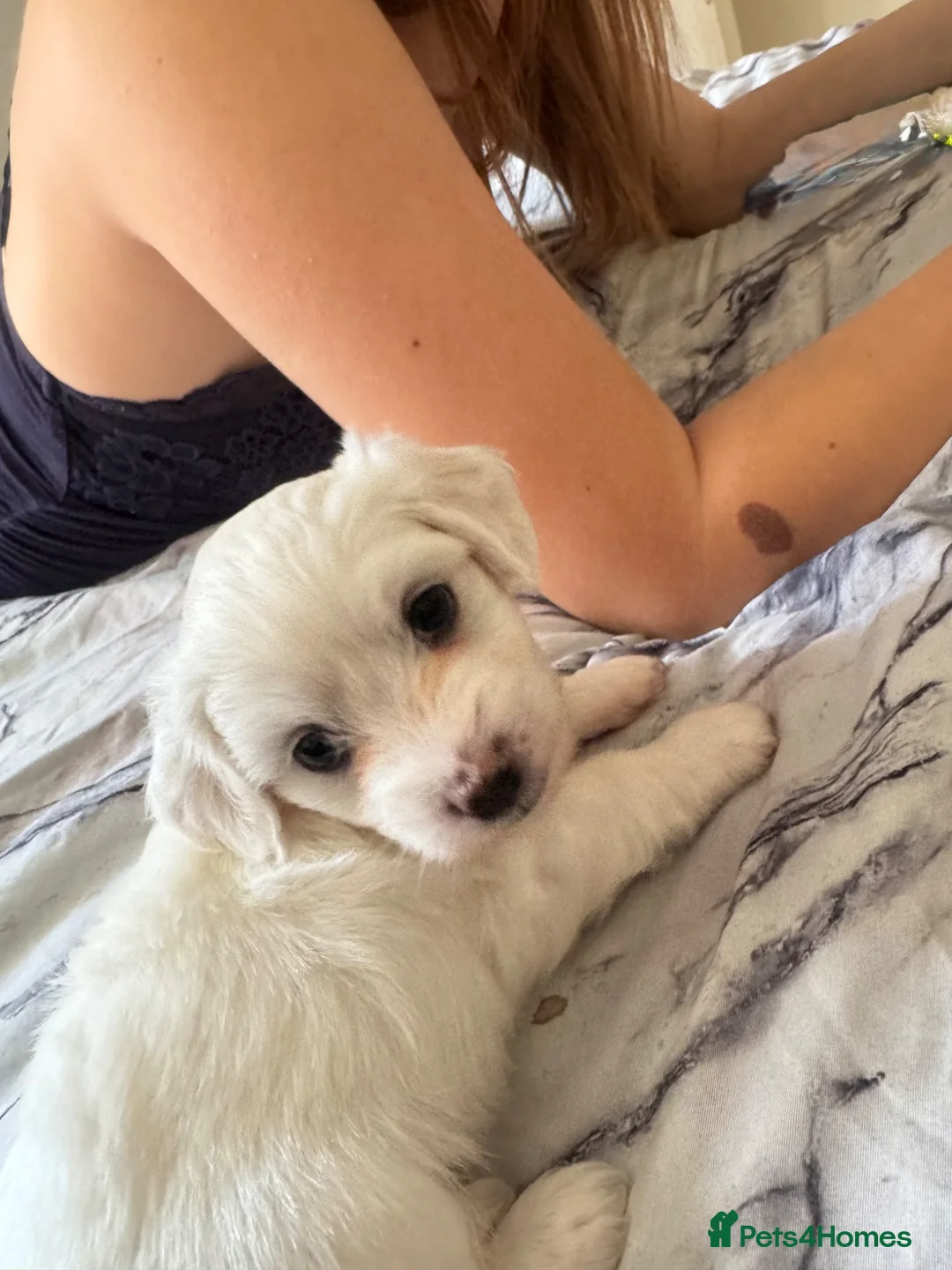 Maltese dogs for sale: Loving girl🥰 - Advert 2