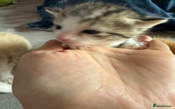 Mixed Breed cats for sale: Kittens  - Image 3
