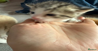Mixed Breed cats - Advert 1