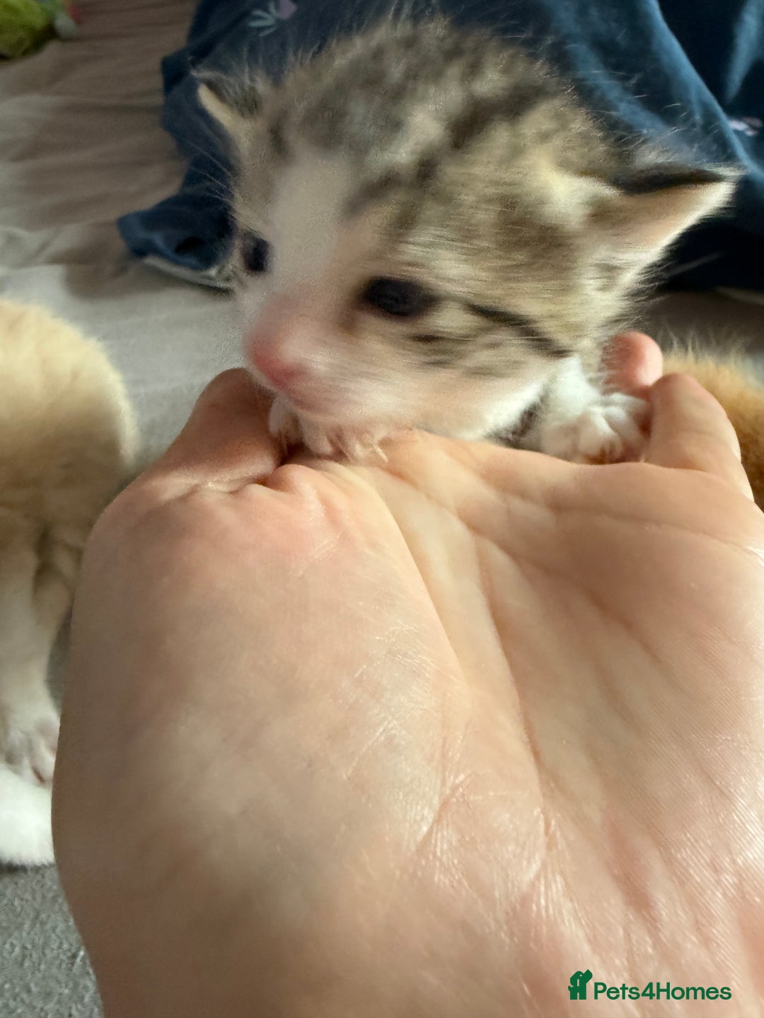 Mixed Breed cats for sale: Kittens  - Image 3