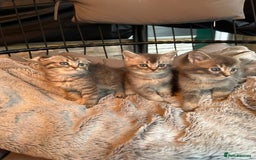 Mixed Breed cats for sale: Maine coon x Scottish fold kittens - Image 33