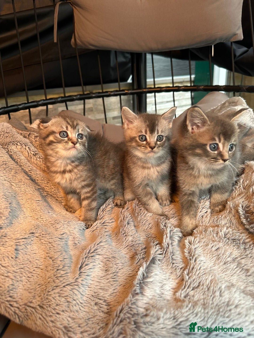 Mixed Breed cats for sale: Maine coon x Scottish fold kittens - Image 33