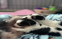 Biewer Terrier dogs for sale: 🌟🐾  Biewer Yorkie Puppies Available! 🐾 - Image 6