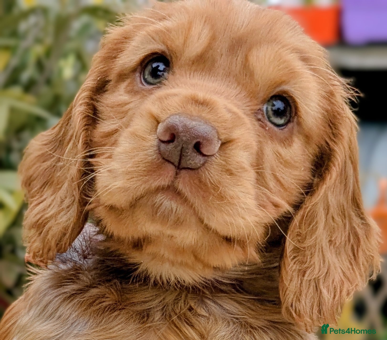 Cocker Spaniel dogs Beautiful KC Reg Cocker Spaniels boy & girls  - Advert 2