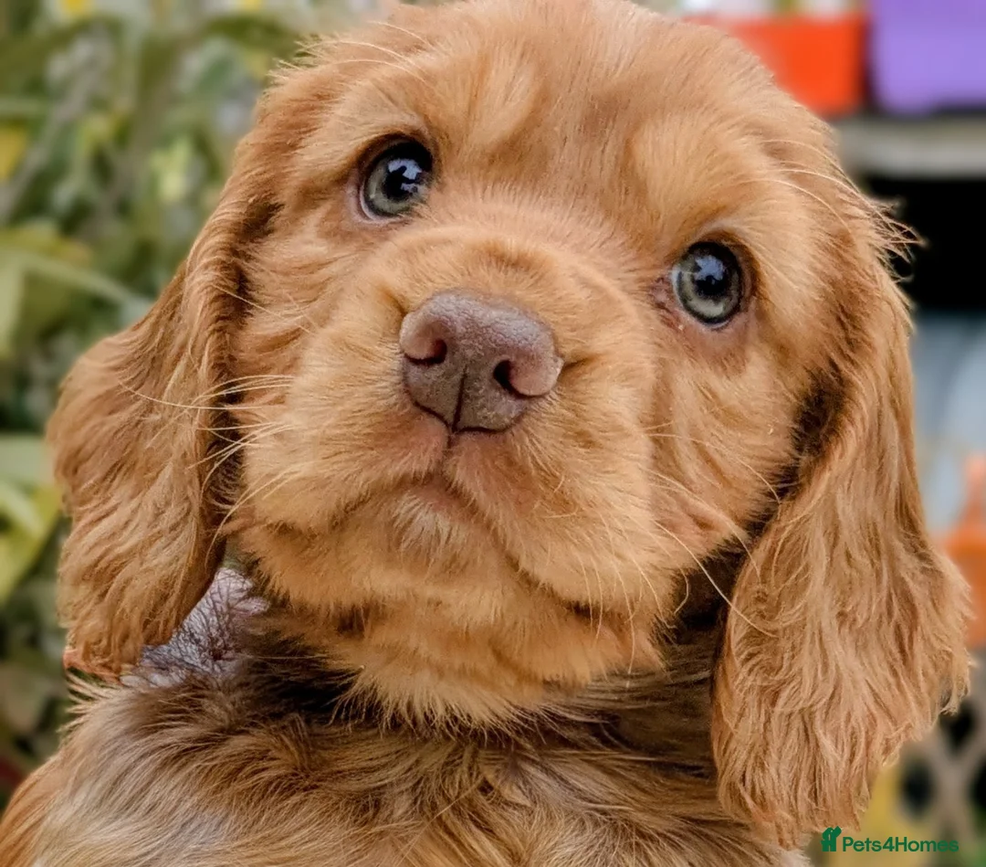 Cocker Spaniel dogs for sale: Beautiful KC Reg Cocker Spaniels boy & girls  - Advert 2