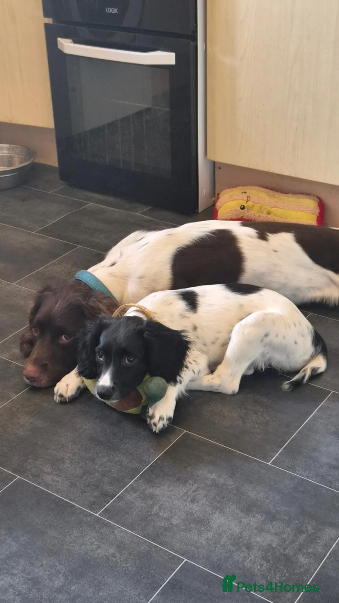 English Springer Spaniel dogs for sale: 15 week old female springer spaniel  - Advert 2
